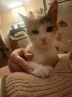 Brida (1)